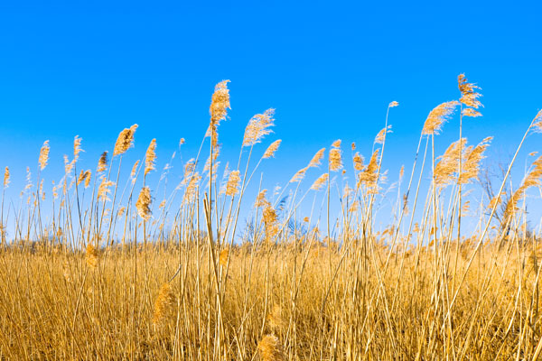 
The corn, soybeans, wheat, beef and cotton we’re consuming are drawing down the Ogallala. The grain and meat and fiber we’re growing to send to other countries are emptying our nation’s largest aquifer. We are, in effect, eating the Ogallala, wearing it, exporting it.

